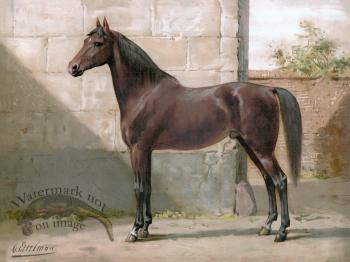 East Prussian Horse by Eerelman
